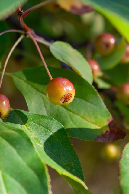 分球迷的拥 分球迷的拥