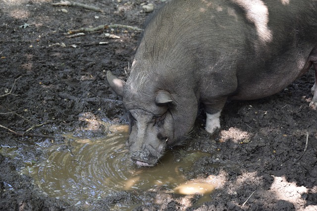 快速反击的 快速反击的